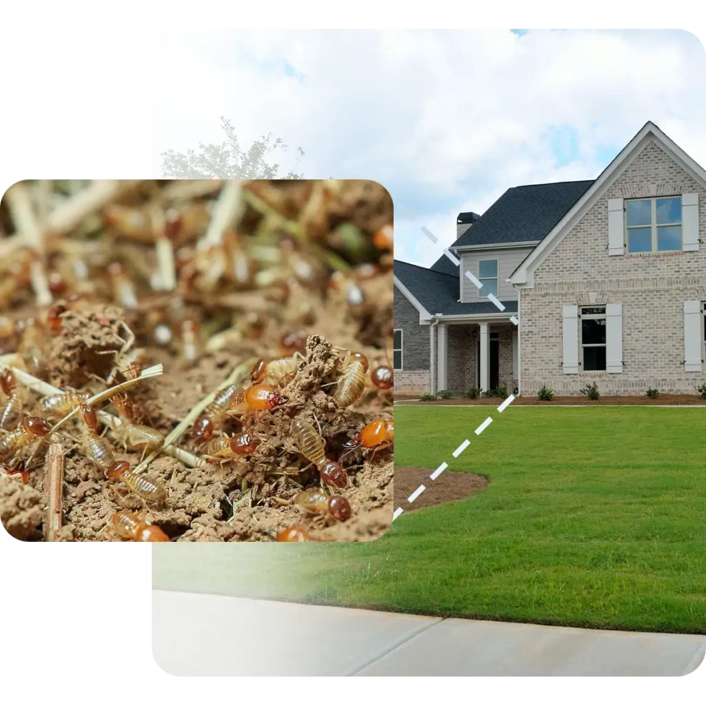East Texas termite control - example of termite damage in a residential home in east texas