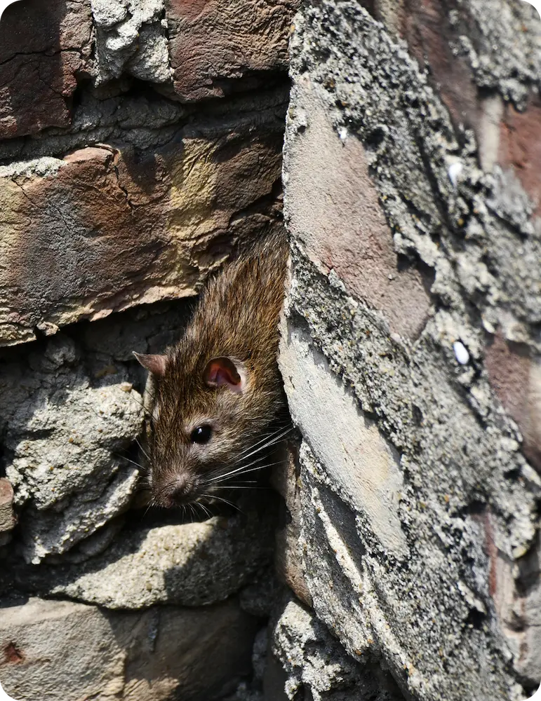 Rat hiding near brick wall entry point